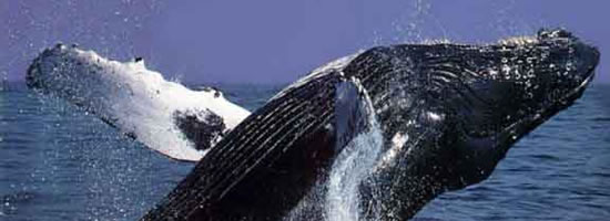 Avistamiento de la Ballena Gris - Ensenada