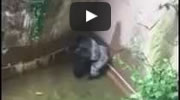 Niño cae en Fosa de Gorila, Matan al Gorila