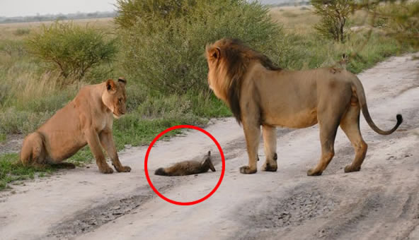 Un grupo de leones se encontró con un pequeño zorro ¡Lo que pasó es increíble!